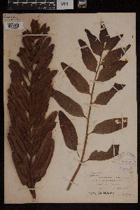 Acrostichum danaeifolium image