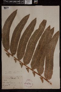 Acrostichum danaeifolium image