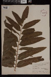 Acrostichum danaeifolium image