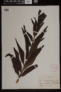 Acrostichum danaeifolium image
