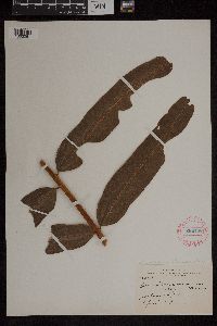 Acrostichum danaeifolium image