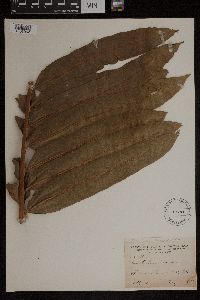 Acrostichum danaeifolium image