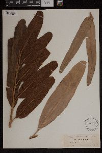 Acrostichum aureum image