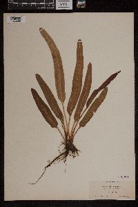 Acrostichum aureum image