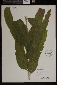 Acrostichum aureum image