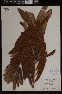 Acrostichum aureum image