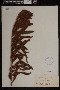 Acrostichum aureum image