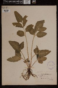 Image Associated With the Occurrence