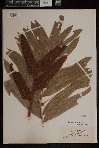 Acrostichum danaeifolium image