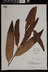 Acrostichum aureum image