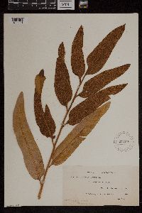 Acrostichum aureum image