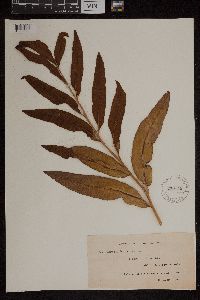 Acrostichum aureum image