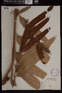 Acrostichum aureum image