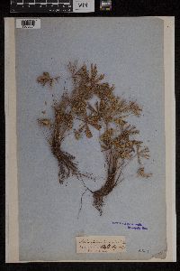 Media resource of Actiniopteris radiata