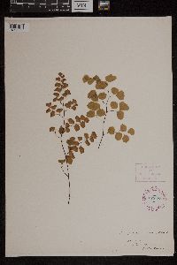 Media resource of Adiantum chilense