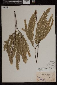 Adiantum aleuticum image