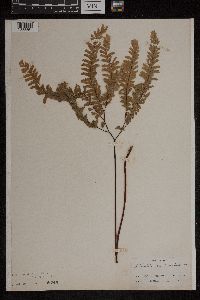 Adiantum aleuticum image