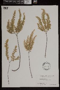 Adiantum aleuticum image