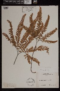 Adiantum aleuticum image