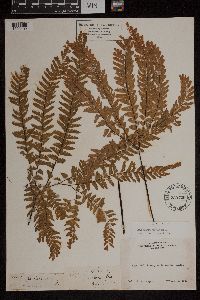 Adiantum aleuticum image