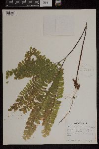 Adiantum aleuticum image