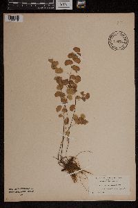 Media resource of Adiantum emarginatum