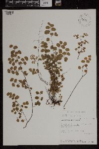 Media resource of Adiantum jordanii