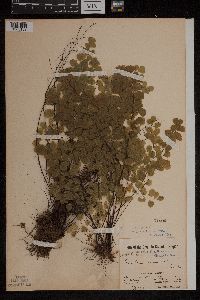 Adiantum jordanii image