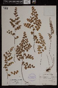 Adiantum jordanii image