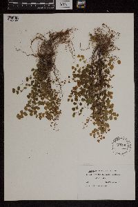 Adiantum jordanii image