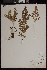 Adiantum jordanii image