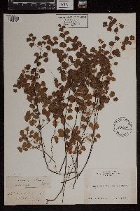 Adiantum jordanii image