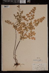 Adiantum jordanii image