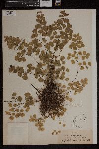 Adiantum jordanii image