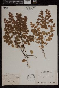 Adiantum jordanii image