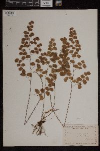 Adiantum jordanii image
