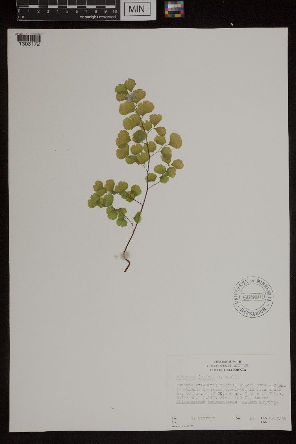 Adiantum jordanii image