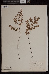 Adiantum jordanii image