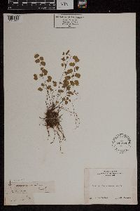 Adiantum jordanii image