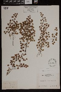 Adiantum jordanii image