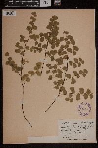 Adiantum jordanii image