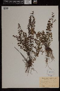 Adiantum jordanii image