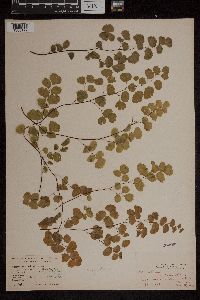 Adiantum jordanii image