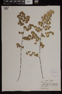 Adiantum jordanii image