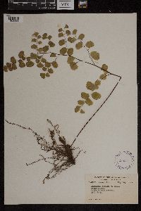 Adiantum jordanii image