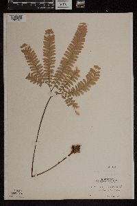 Adiantum pedatum image