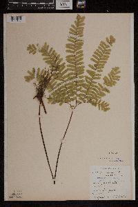 Adiantum pedatum image