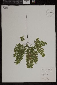 Adiantum pedatum image