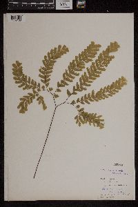 Adiantum pedatum image