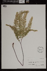 Adiantum pedatum image